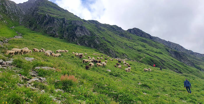 Am späteren Nachmittag werden die Schafe zusammengetrieben. Die Freiwilligen flankieren die Herde und sorgen gemeinsam mit den Herdenschutzhunden für die eingeschlagene Richtung. © Pro Natura Graubünden