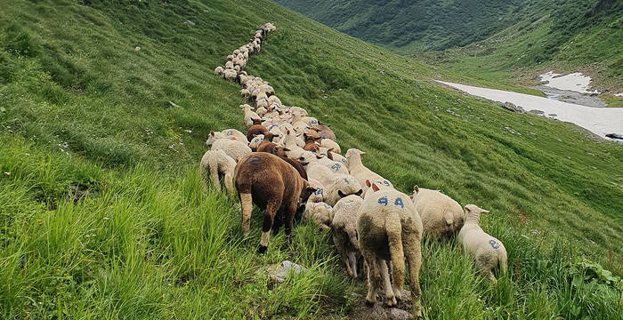 Geschafft – die Herde macht sich langsam auf den Weg zum Nachtpferch. © Pro Natura Graubünden