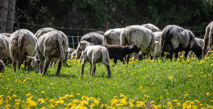 Schafe hinter dem sicheren Elektrozaun